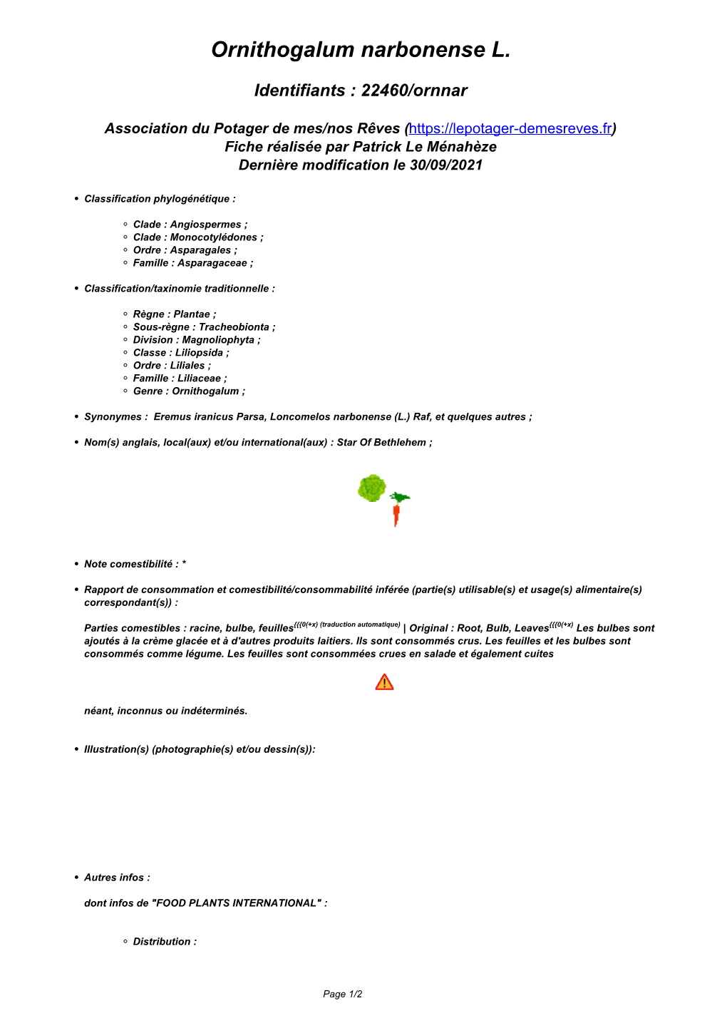 Ornithogalum Narbonense L