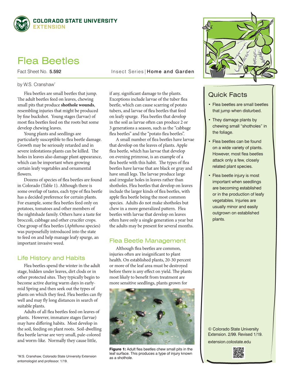 Flea Beetles Fact Sheet No