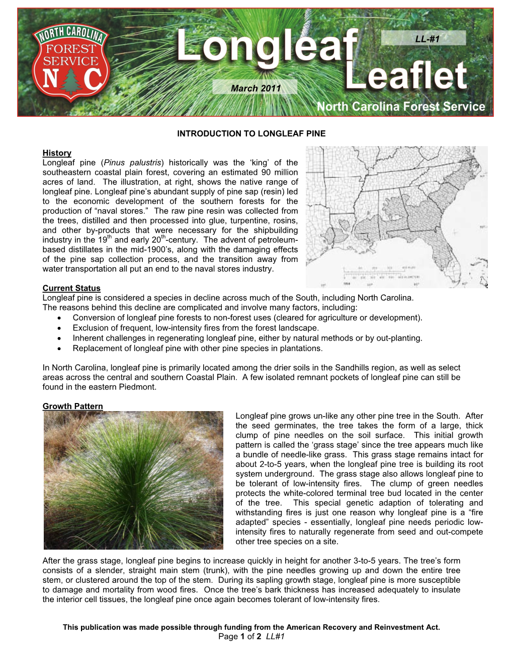 Introduction to Longleaf Pine