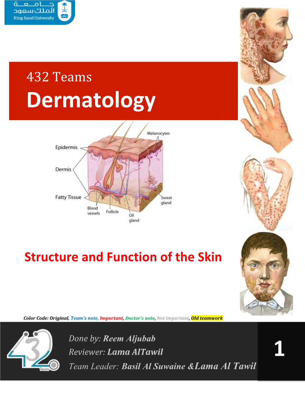 Epidermis (Ectoderm), Dermis (Mesoderm), Subcutaneous Fat and Skin Appendages (Ectoderm and Mesoderm)