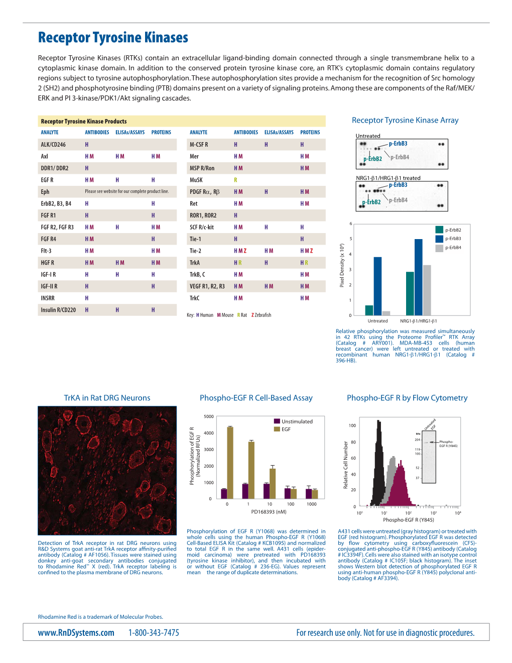 Receptor Tyrosine Kinases