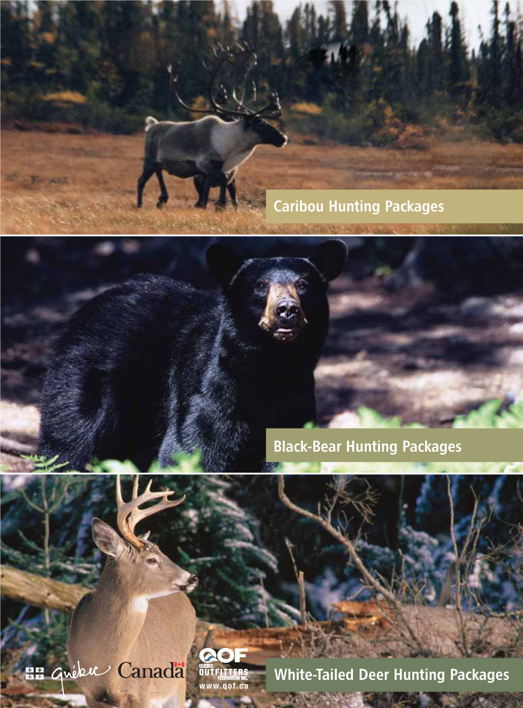 Black-Bear Hunting Packages