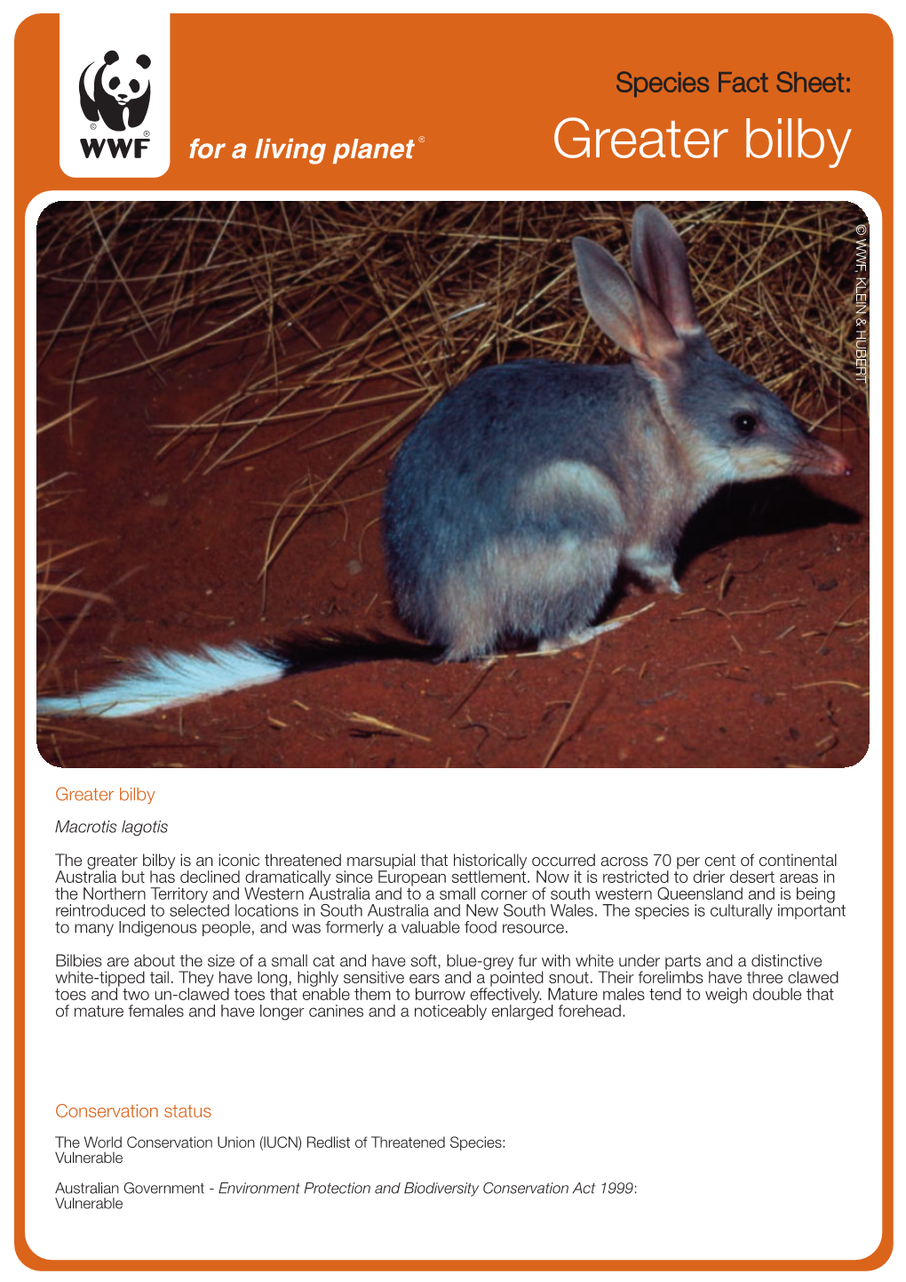 Greater Bilby ©