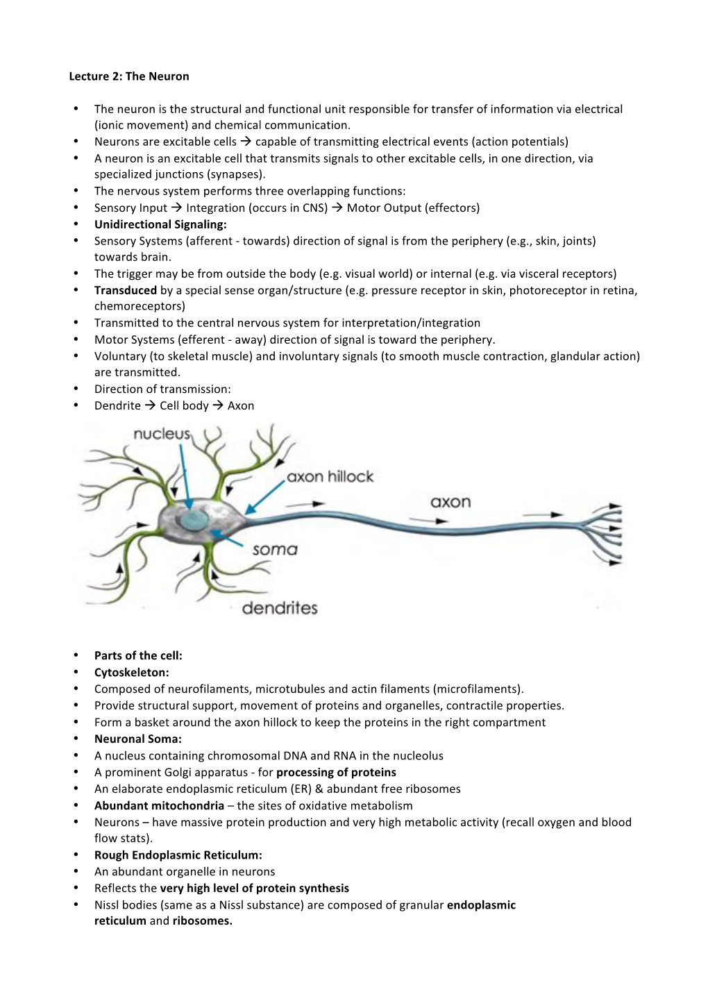 The Neuron • the Neuron Is the Structural And