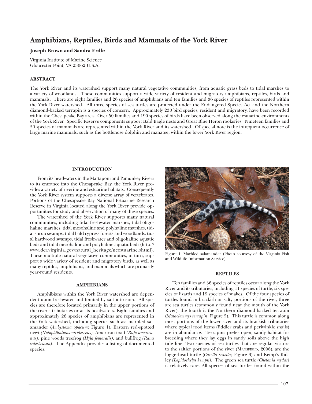 Amphibians, Reptiles, Birds and Mammals of the York River Joseph Brown and Sandra Erdle Virginia Institute of Marine Science Gloucester Point, VA 23062 U.S.A