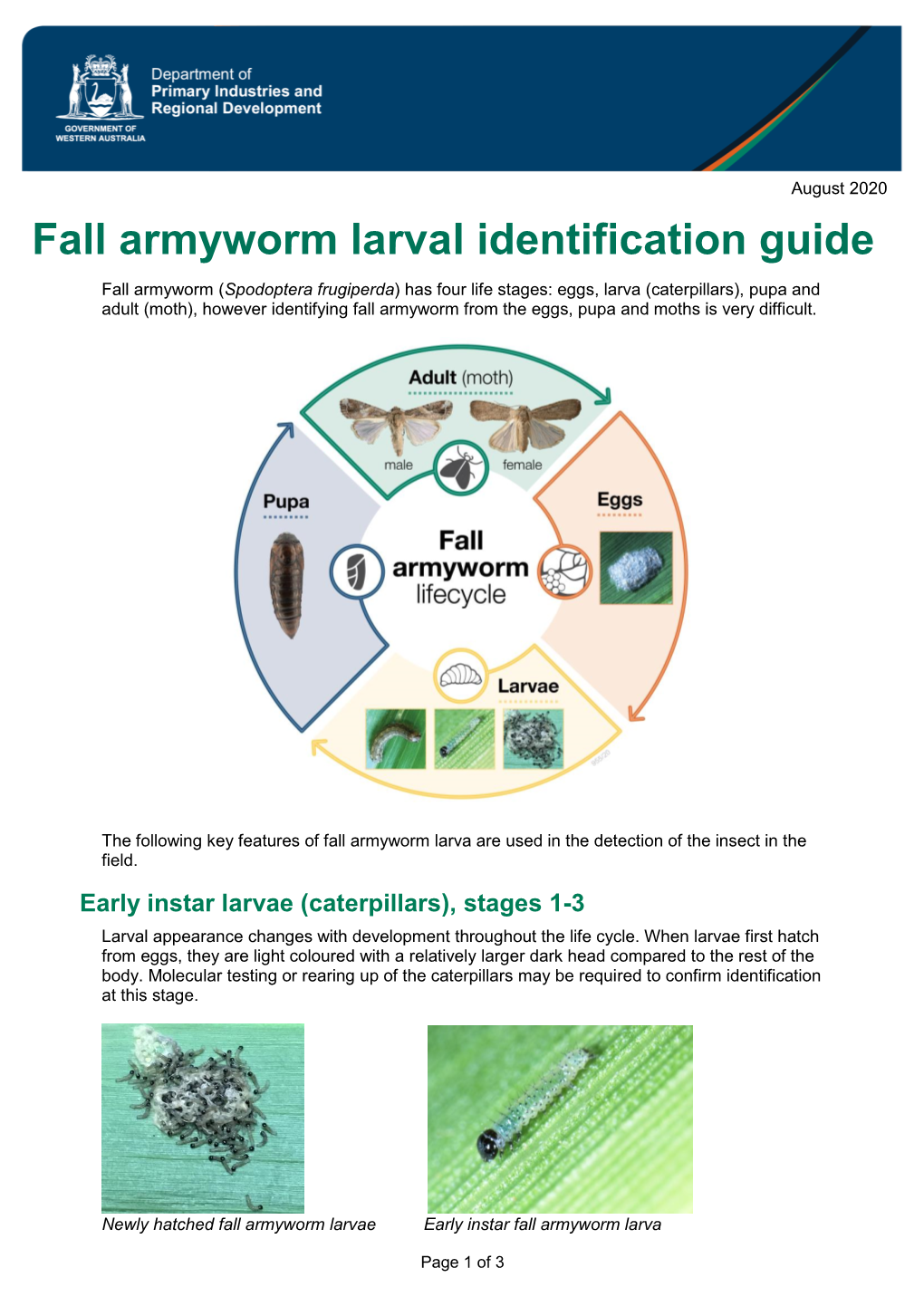 Fall Armyworm Larval Identification Guide