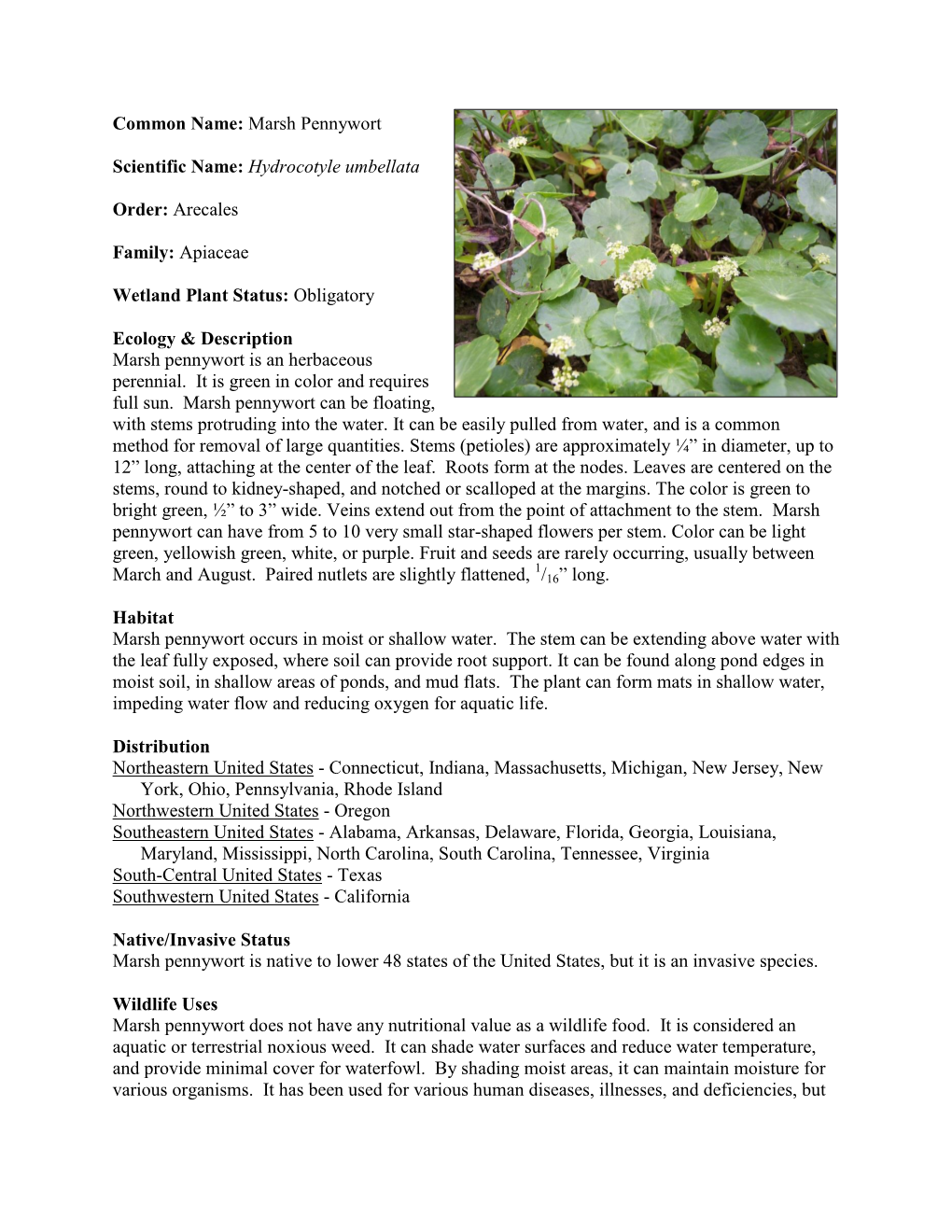 Marsh Pennywort Scientific Name: Hydrocotyle Umbellata Order
