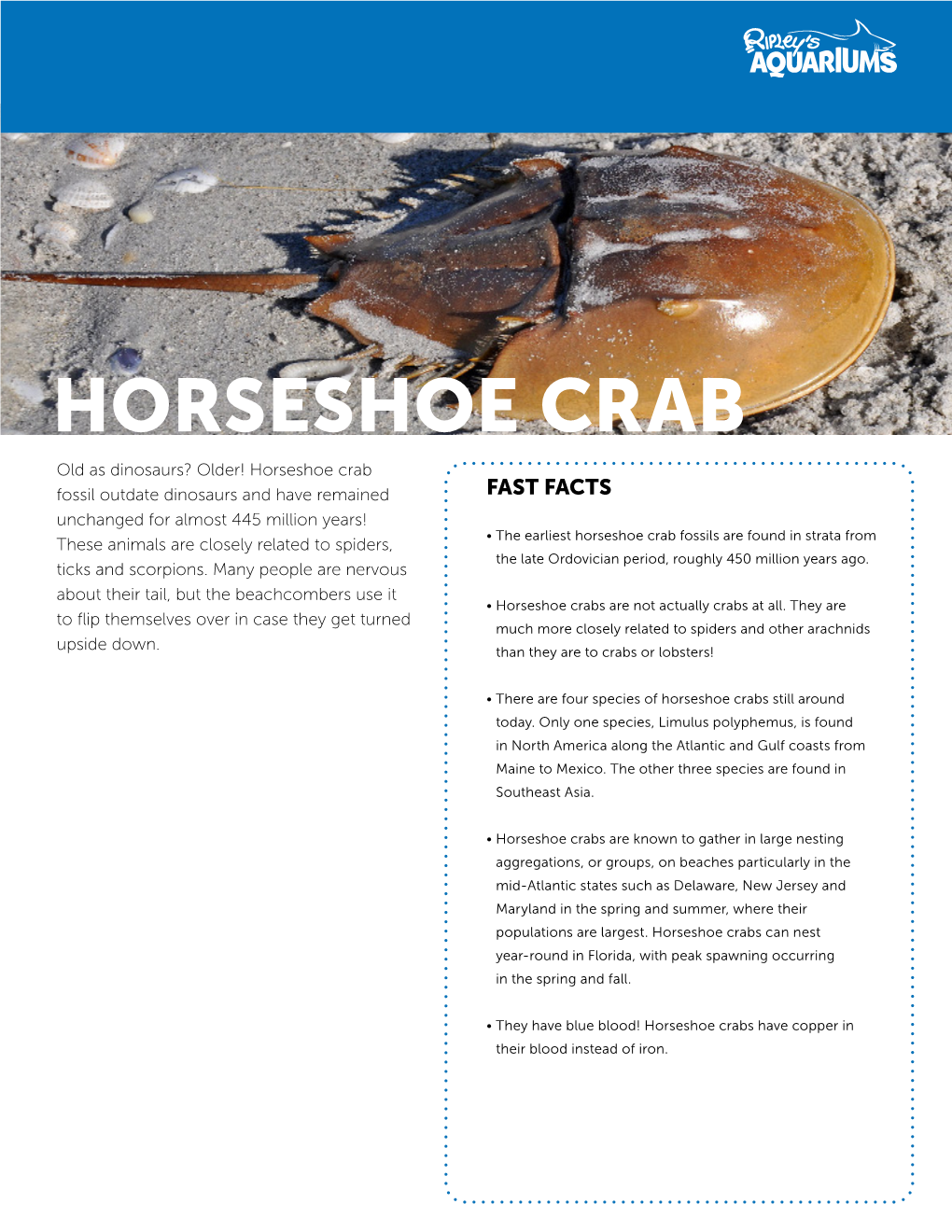 Horseshoe Crab