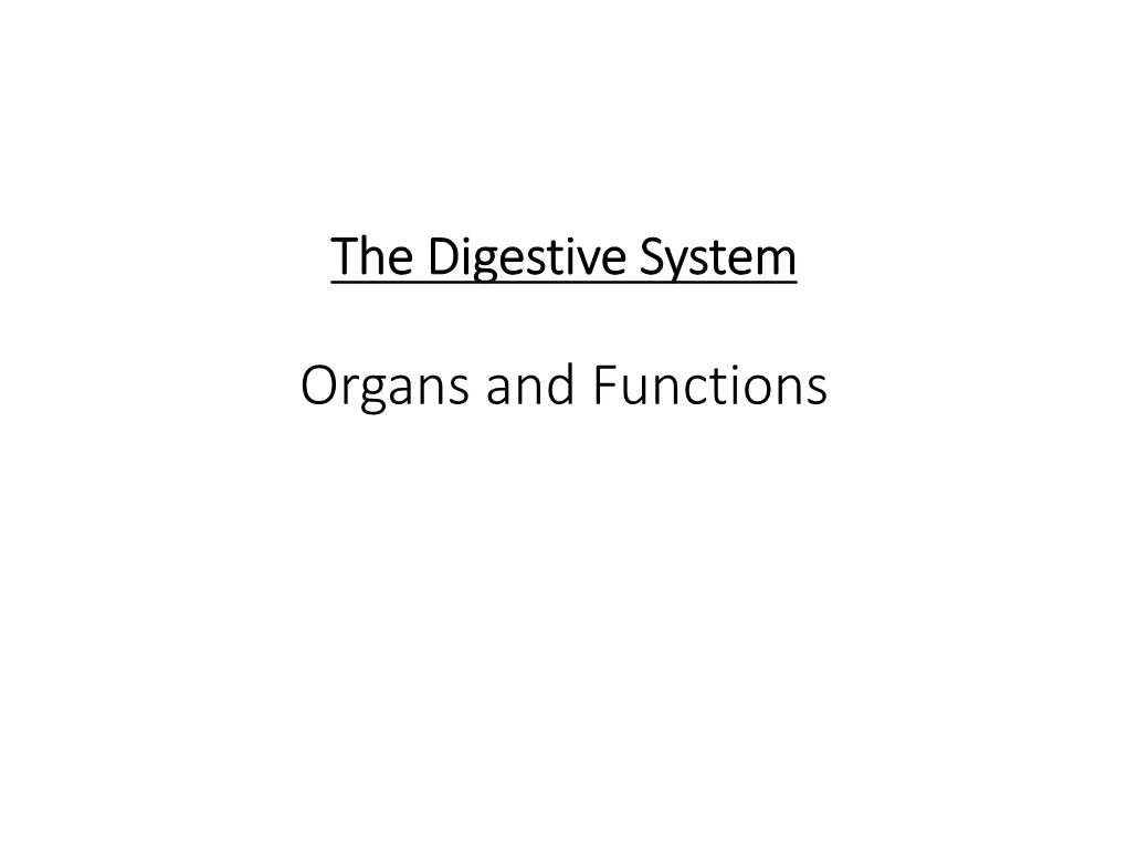 The Human Digestive System