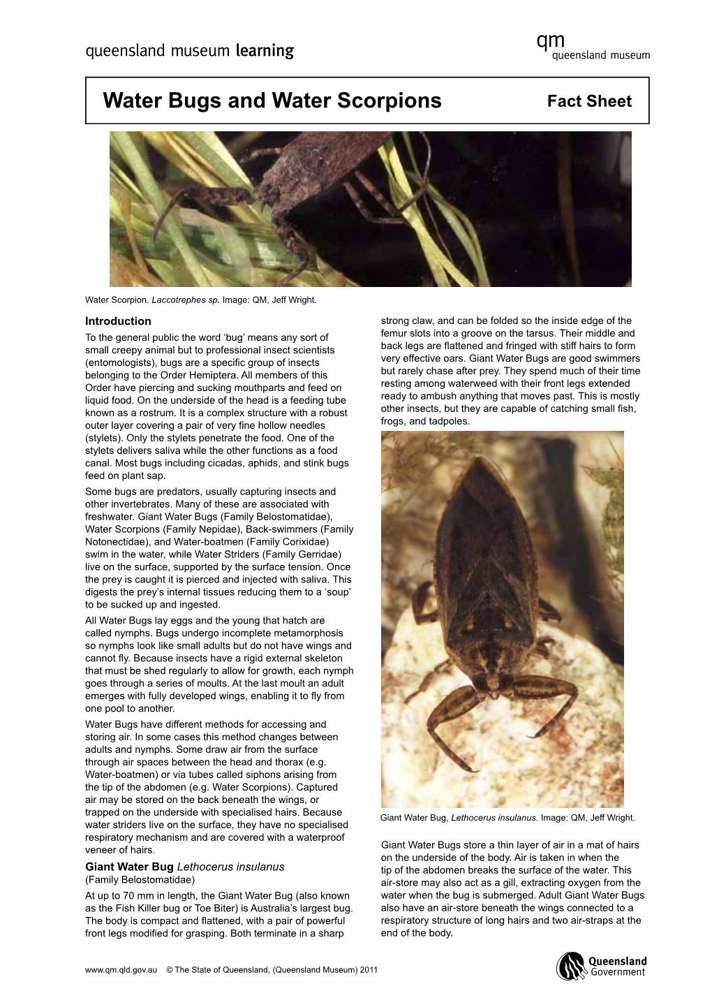 Water Bugs and Water Scorpions Fact Sheet