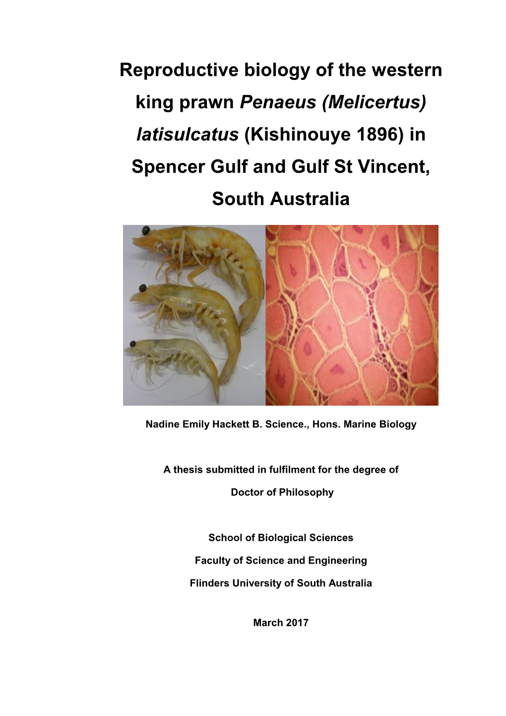 Reproductive Biology of the Western King Prawn Penaeus (Melicertus) Latisulcatus (Kishinouye 1896) in Spencer Gulf and Gulf St Vincent, South Australia