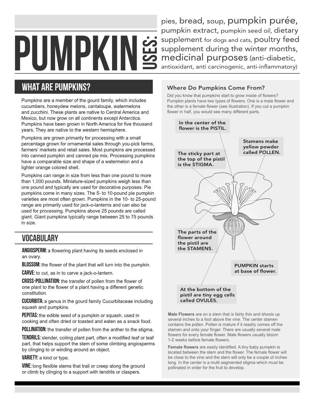 What Are Pumpkins?