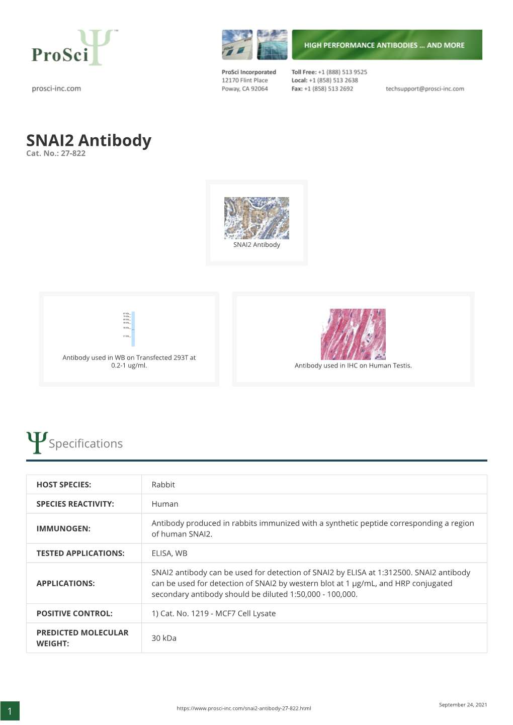 SNAI2 Antibody Cat