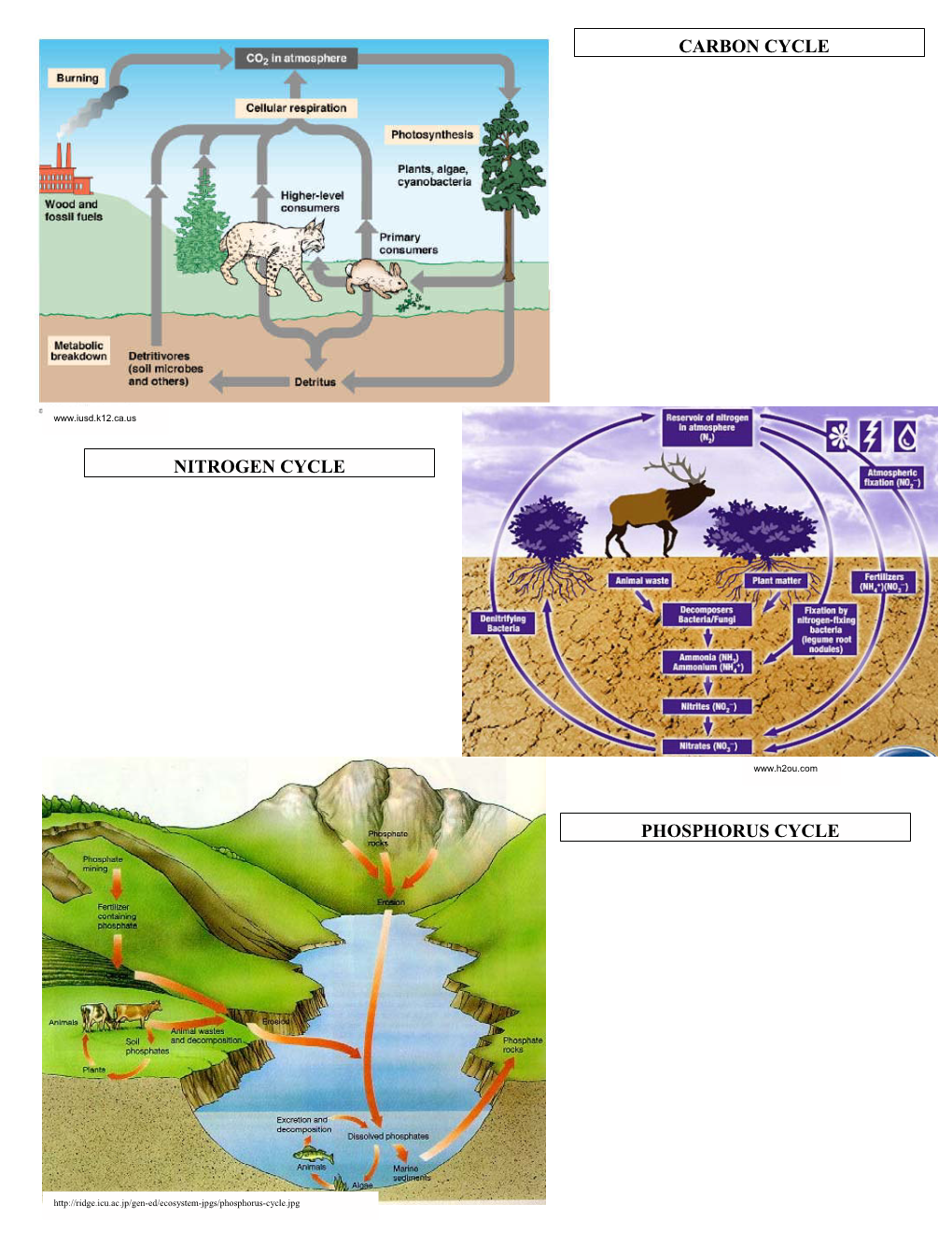 Carbon Cycle Nitrogen Cycle Phosphorus Cycle