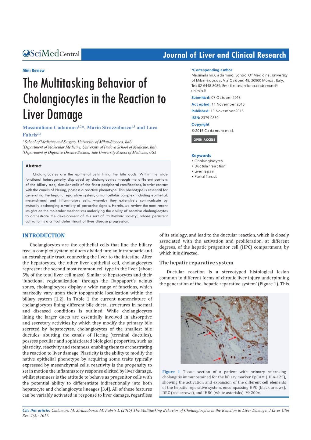 The Multitasking Behavior of Cholangiocytes in the Reaction to Liver Damage