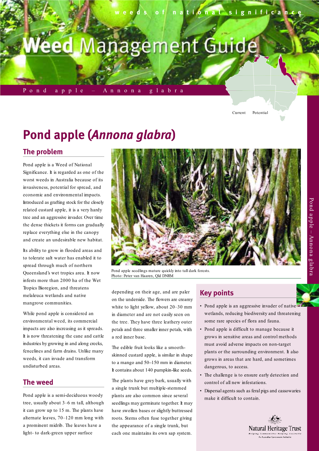 Pond Apple (Annona Glabra) the Problem