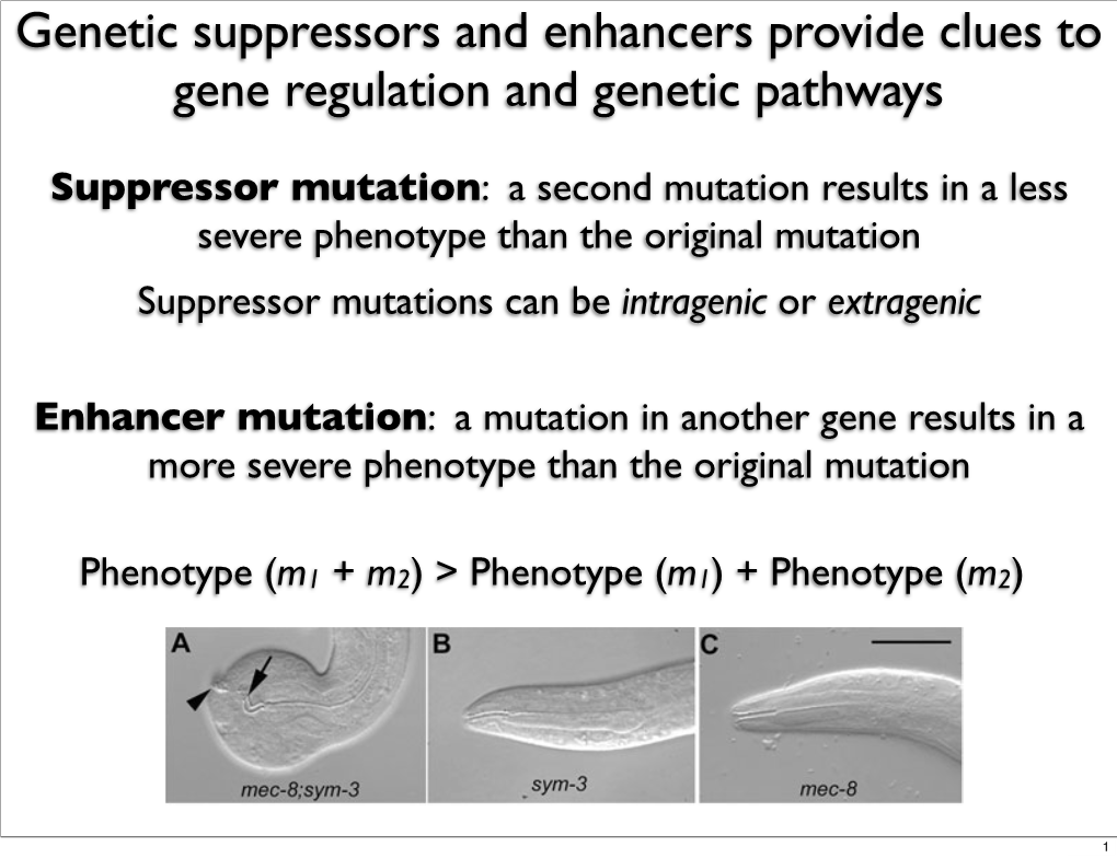 Genetic Suppressors and Enhancers I