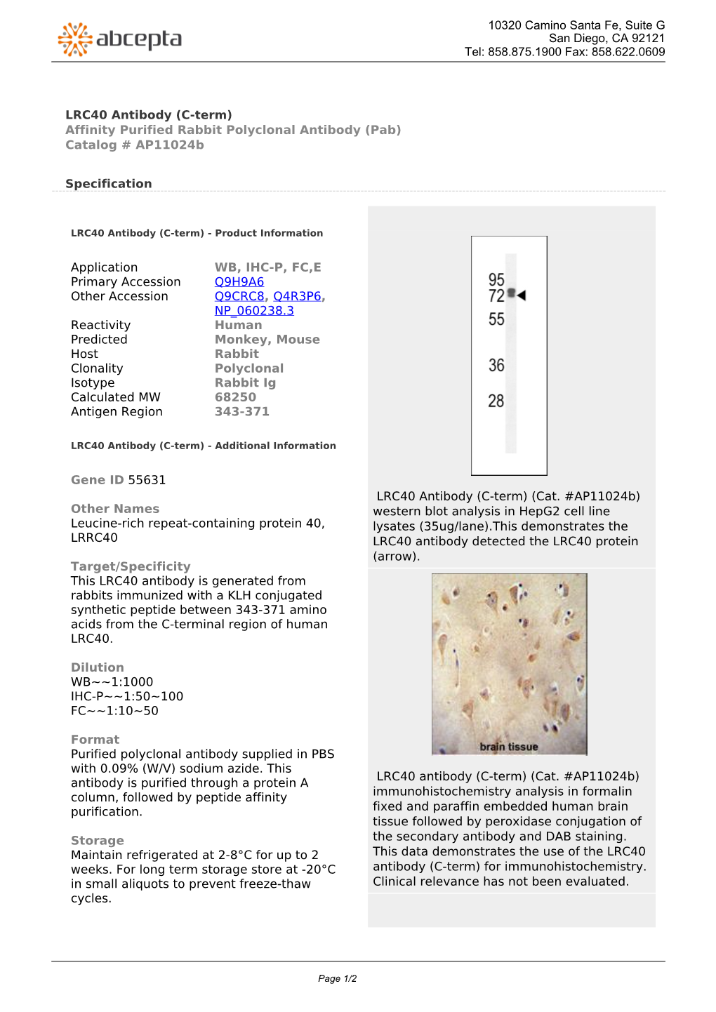 LRC40 Antibody (C-Term) Affinity Purified Rabbit Polyclonal Antibody (Pab) Catalog # Ap11024b