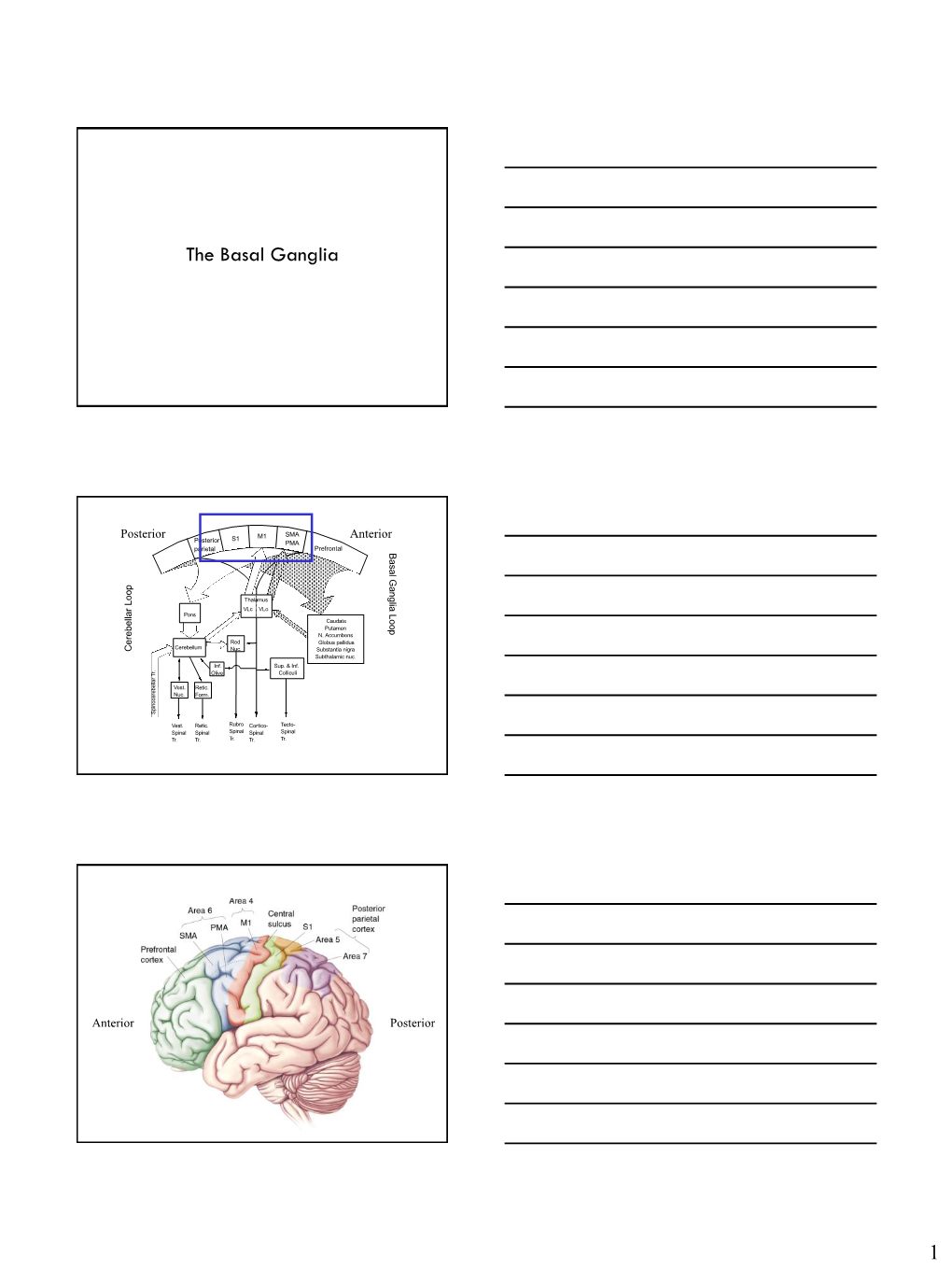 Basal Ganglia