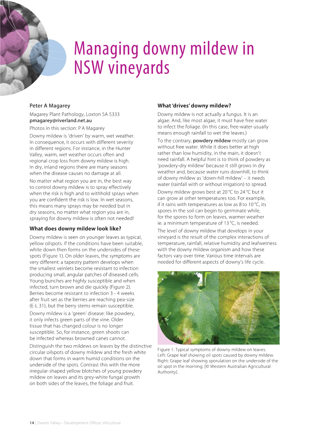 Managing Downy Mildew in NSW Vineyards