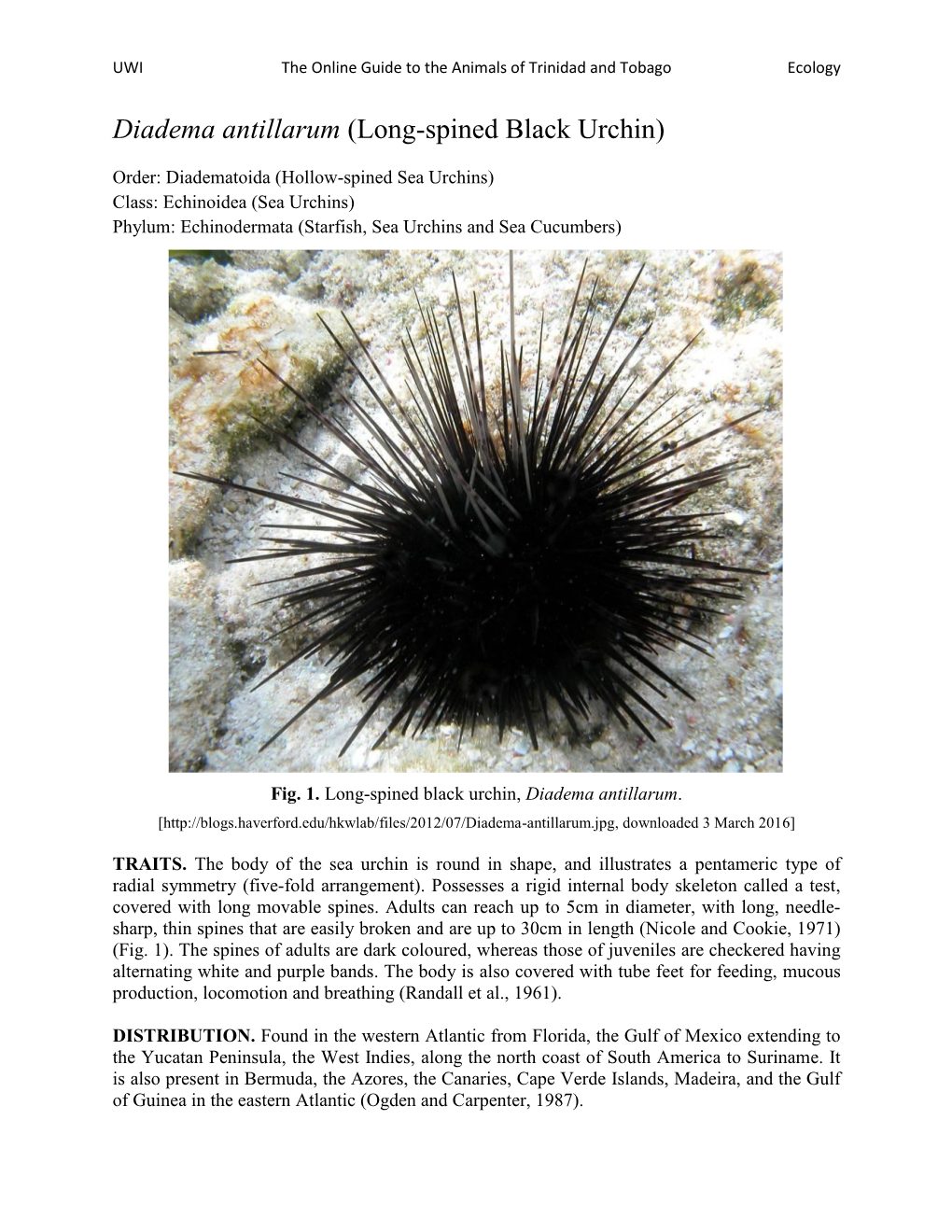 Diadema Antillarum (Long-Spined Black Urchin)