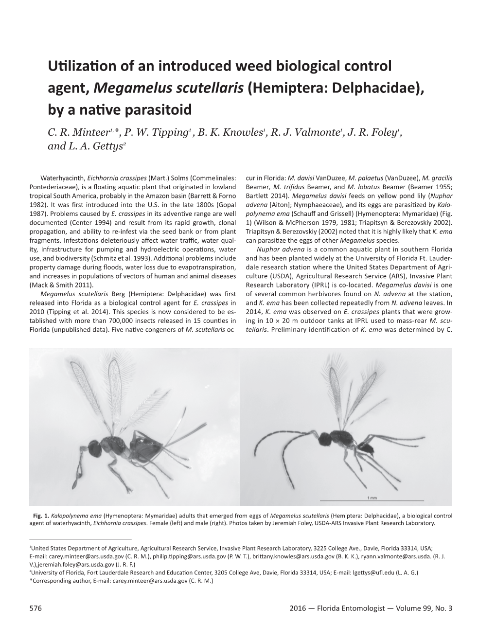 Hemiptera: Delphacidae), by a Native Parasitoid C