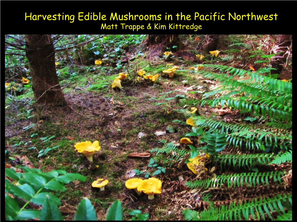 Harvesting Edible Mushrooms in the Pacific Northwest Matt Trappe & Kim Kittredge