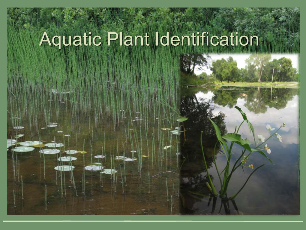 Aquatic Plant Identification Outline • Floating • Rooted with Floating Leaves • Submersed • Emergent