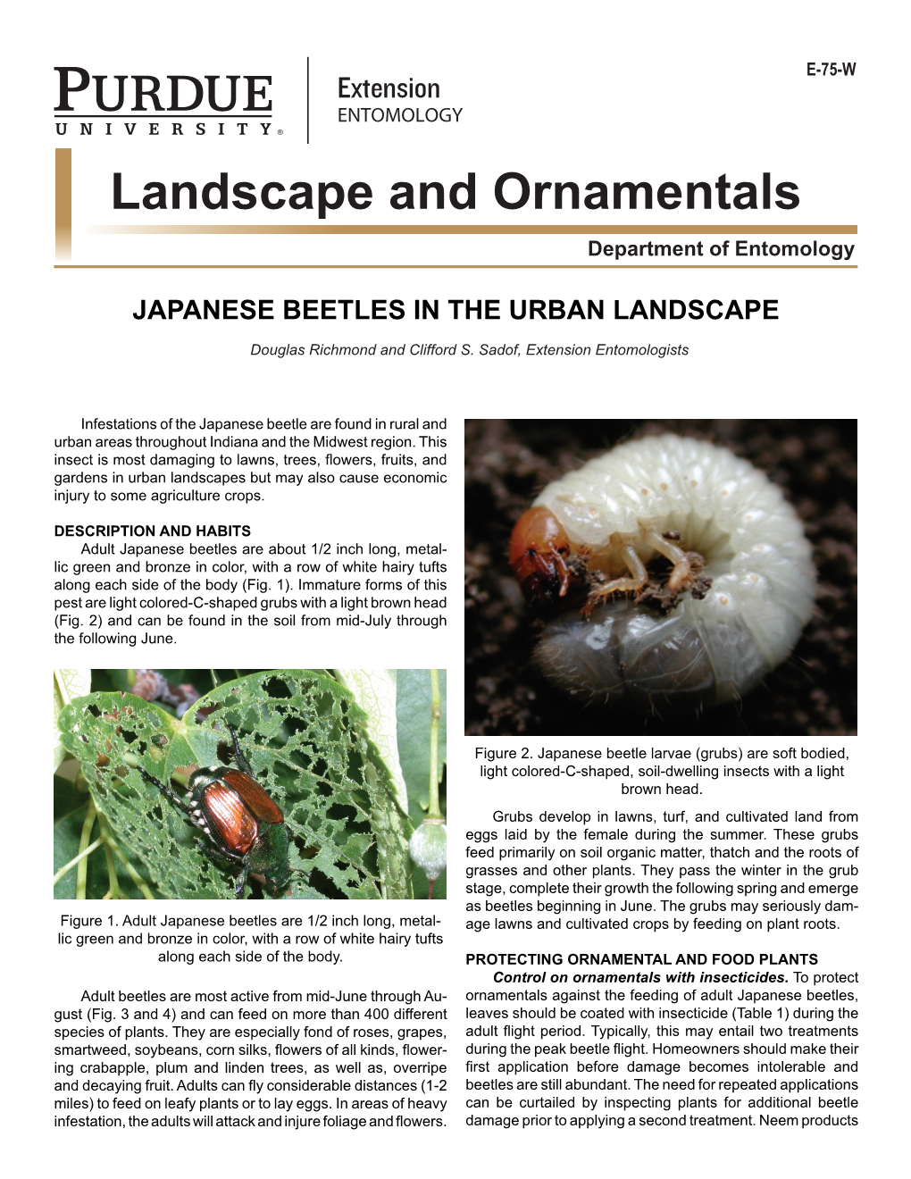 Japanese Beetles in the Urban Landscape