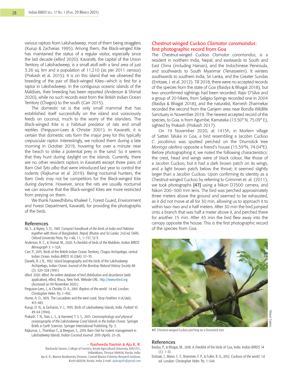 Chestnut-Winged Cuckoo Clamator Coromandus: (Kurup & Zacharias 1995)