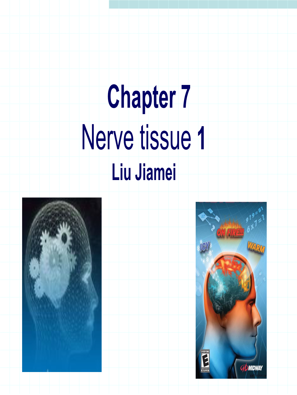 Nerve Tissue 1