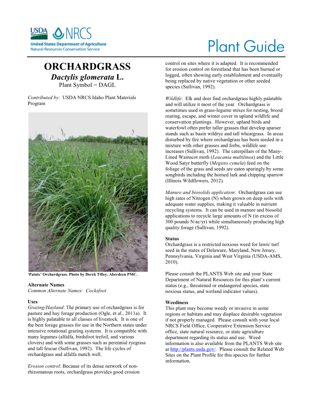 Orchardgrass (Dactylis Glomerata) Plant Guide