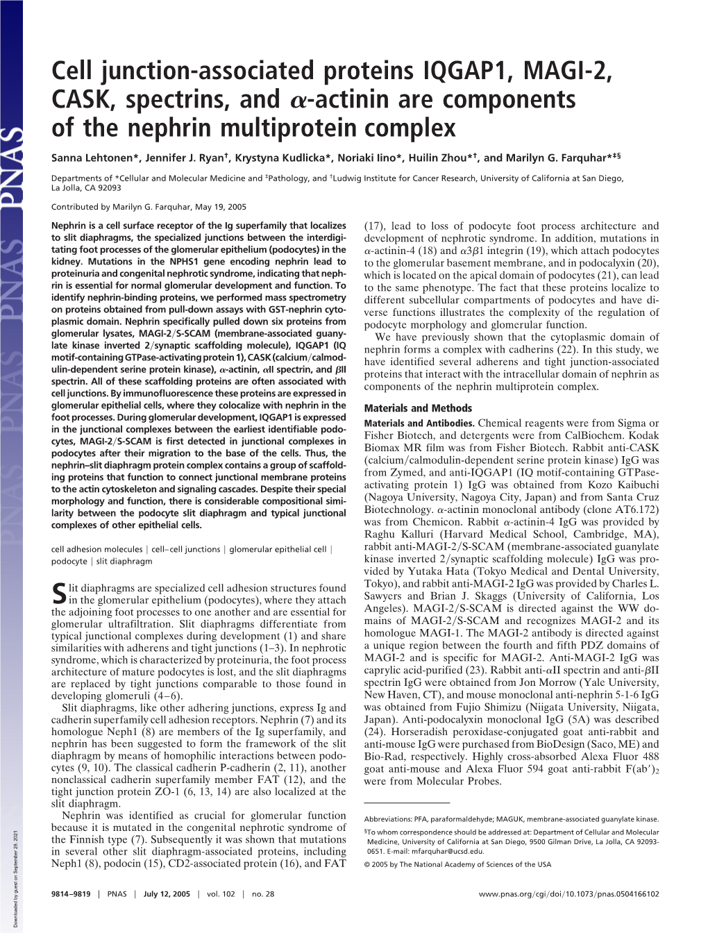 Cell Junction-Associated Proteins IQGAP1, MAGI-2, CASK, Spectrins, and -Actinin Are Components of the Nephrin Multiprotein Compl