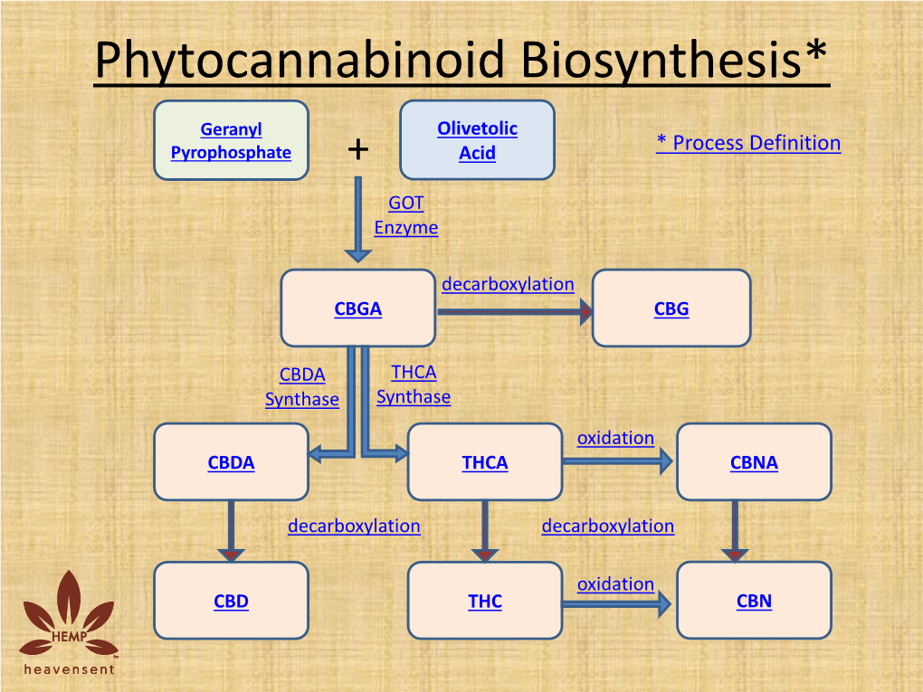 Phytocannabinoid Biosynthesis*