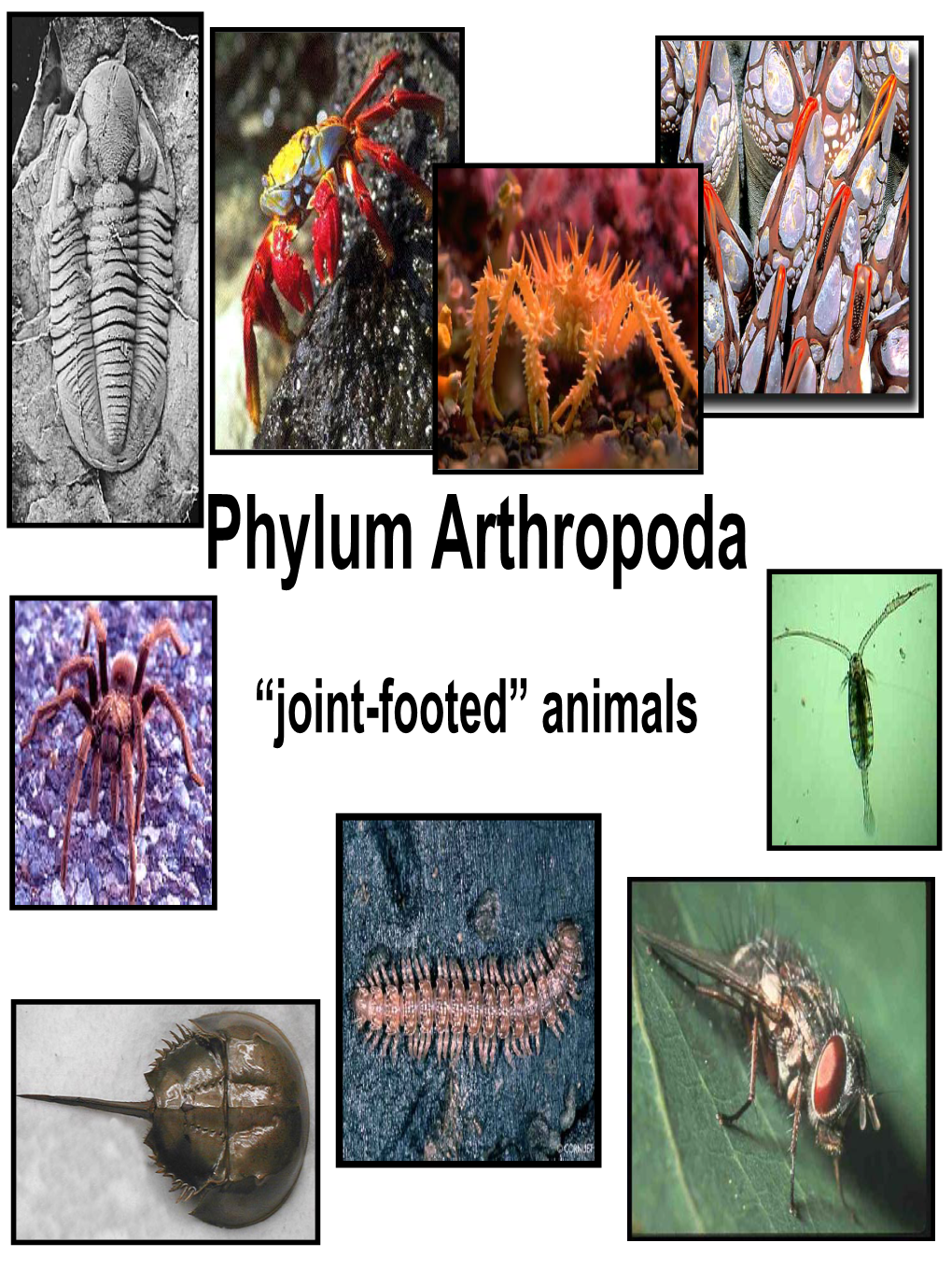 Class Insecta Subclass Pterygota