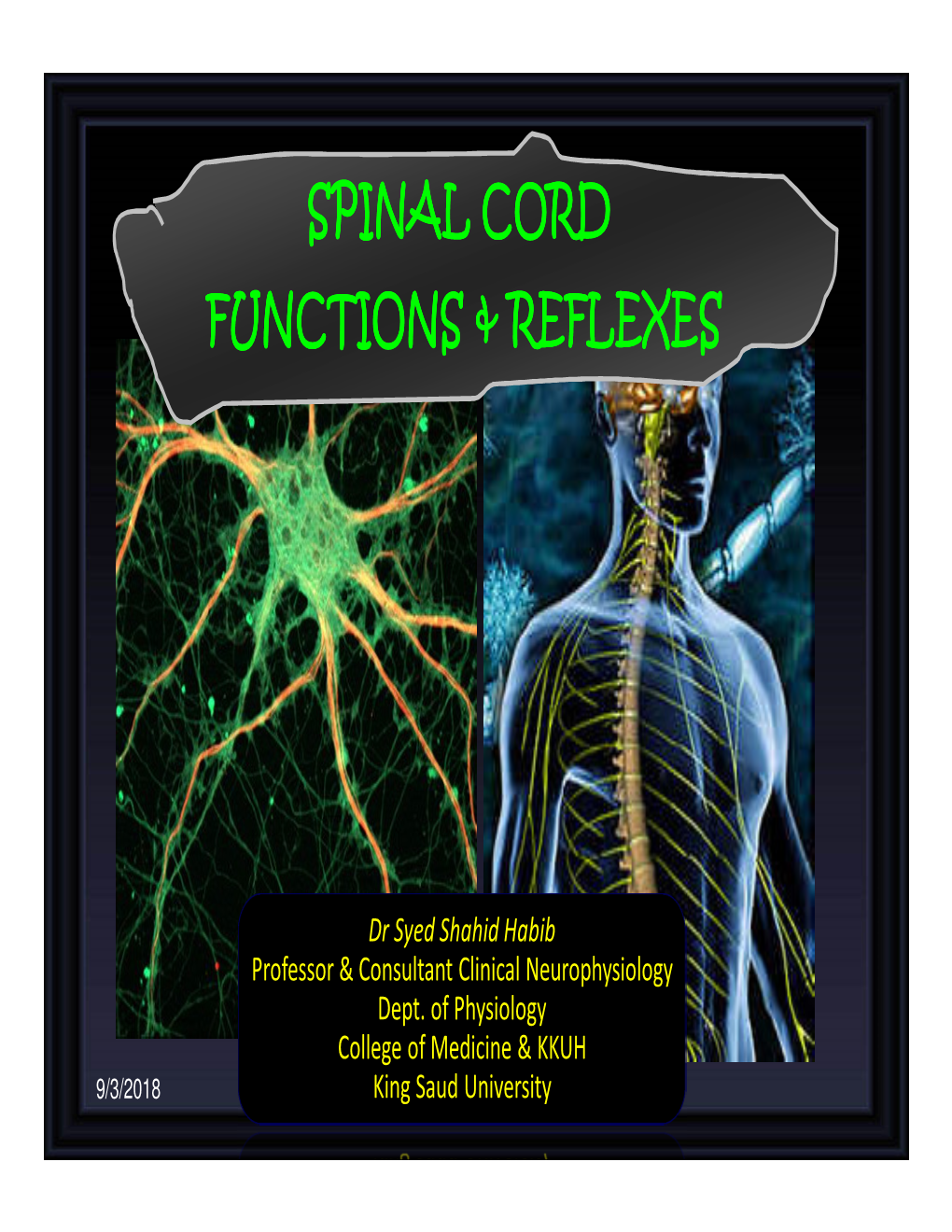 Spinal Cord Functions & Reflexes