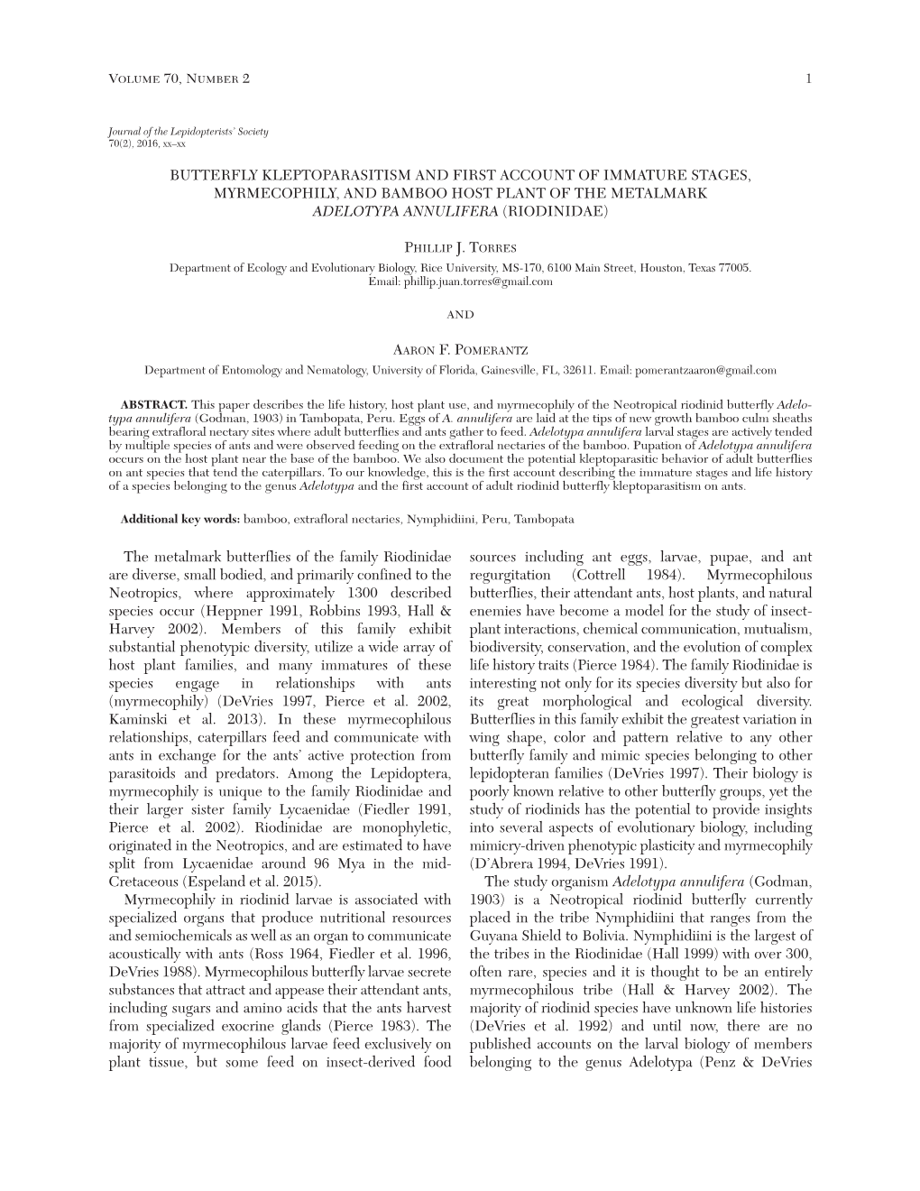 Butterfly Kleptoparasitism and First Account of Immature Stages, Myrmecophily, and Bamboo Host Plant of the Metalmark Adelotypa Annulifera (Riodinidae)