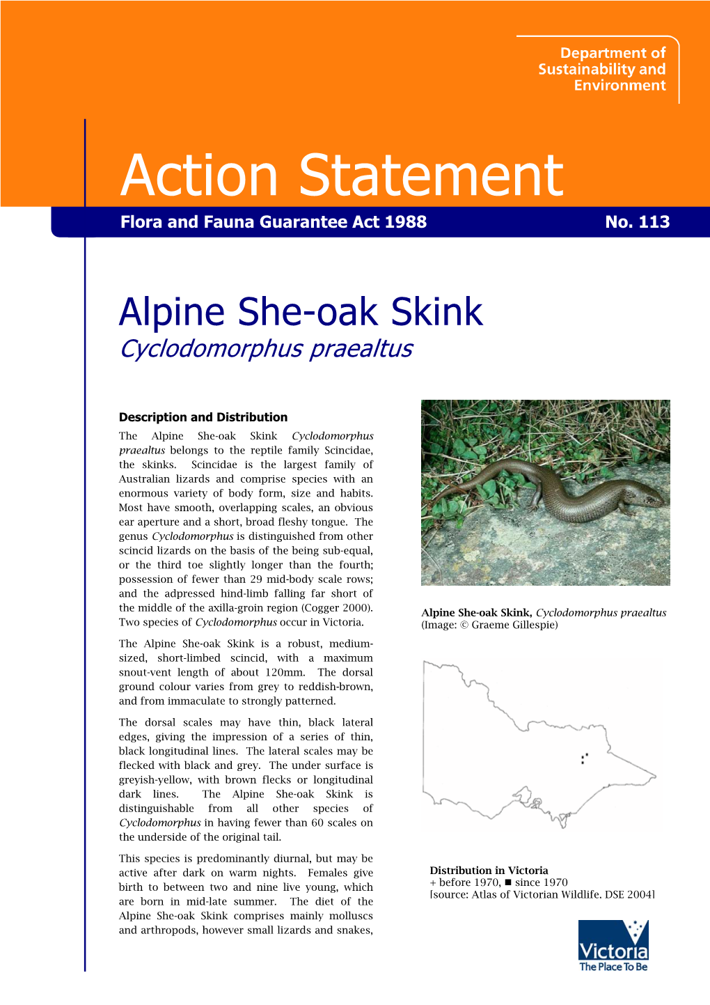 Alpine She-Oak Skink Cyclodomorphus Praealtus
