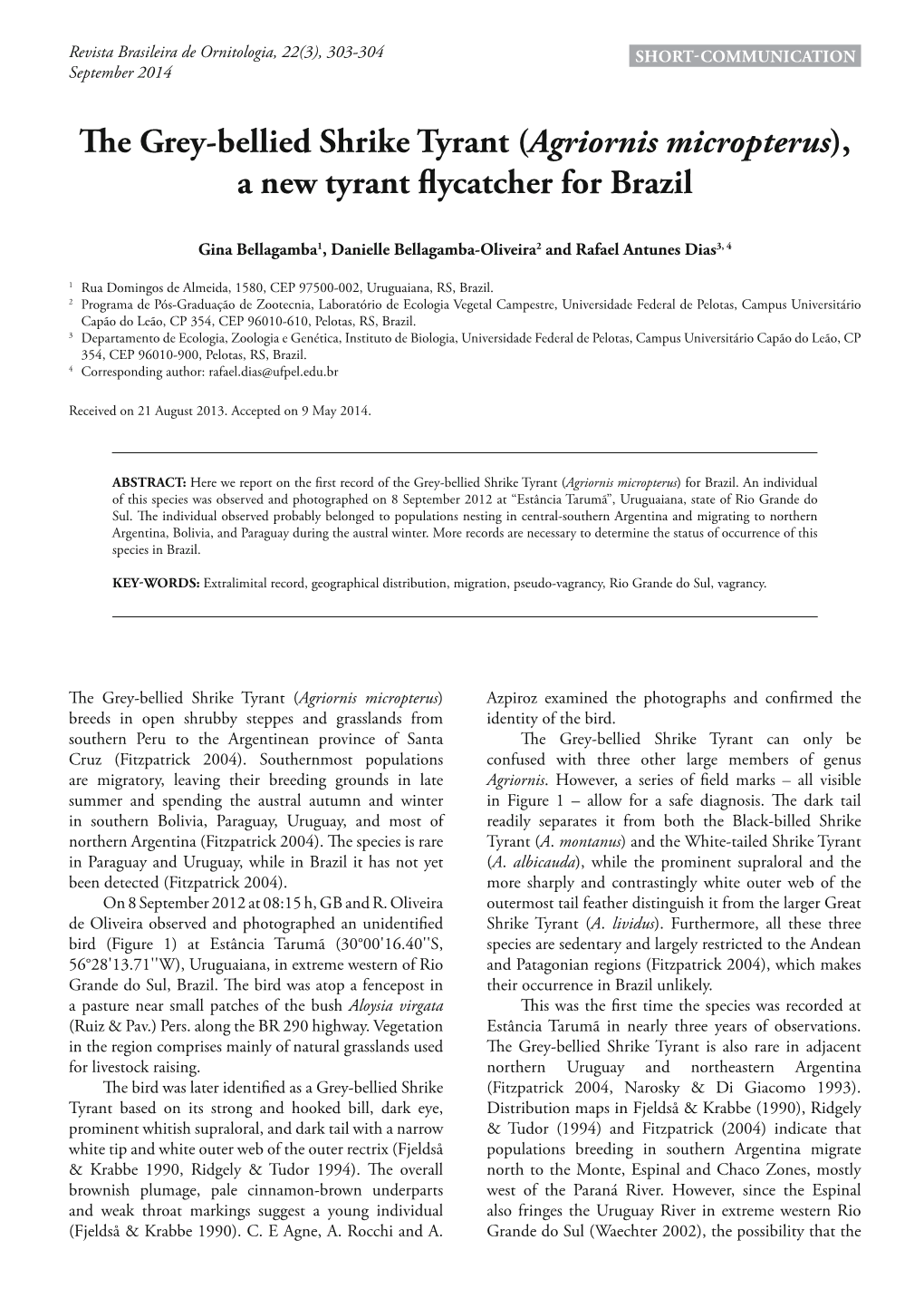 The Grey-Bellied Shrike Tyrant (Agriornis Micropterus), a New Tyrant ﬂycatcher for Brazil