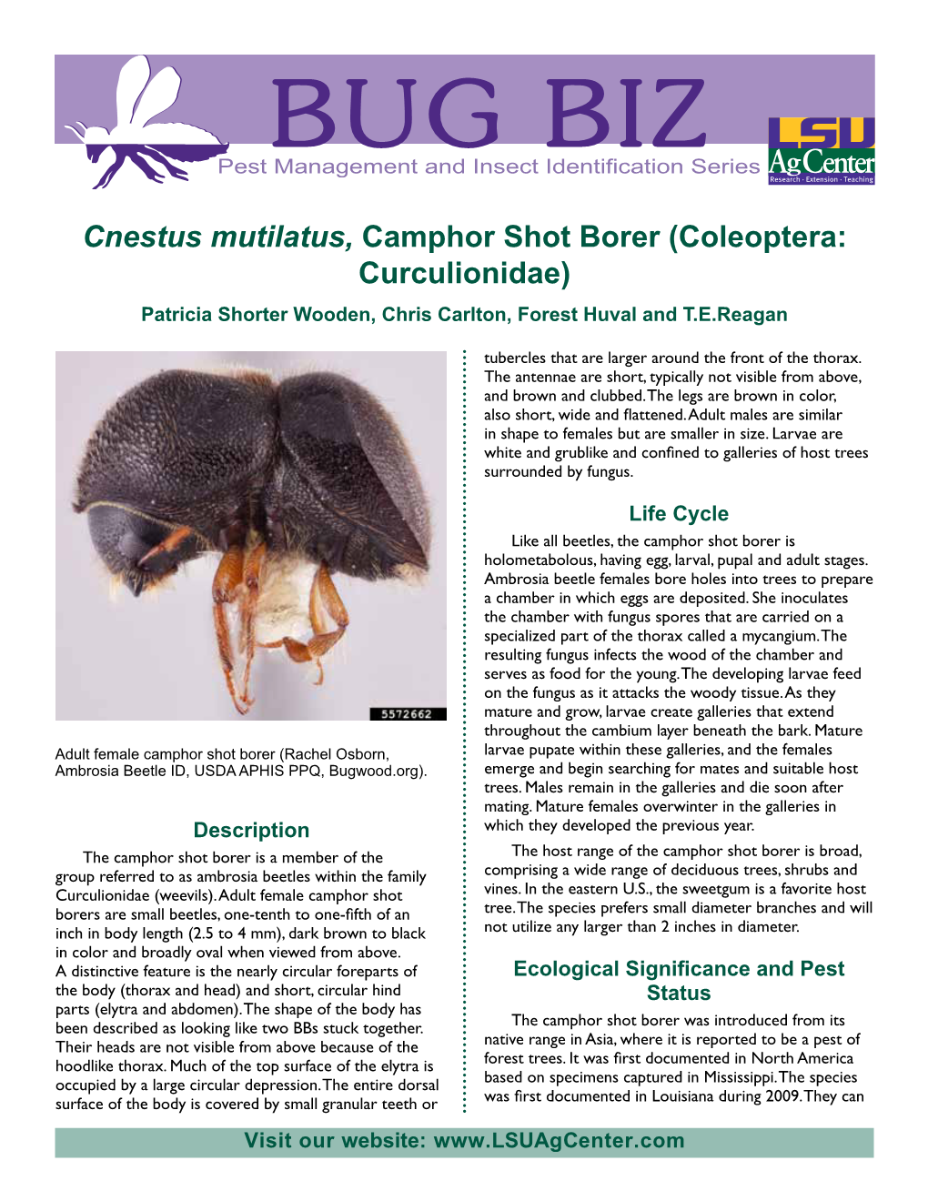Cnestus Mutilatus, Camphor Shot Borer (Coleoptera: Curculionidae) Patricia Shorter Wooden, Chris Carlton, Forest Huval and T.E.Reagan