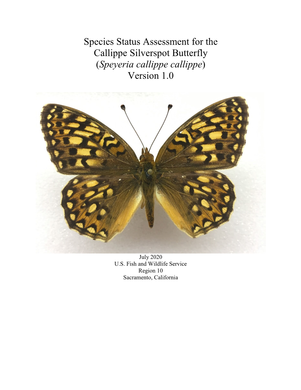 Species Status Assessment for the Callippe Silverspot Butterfly (Speyeria Callippe Callippe) Version 1.0