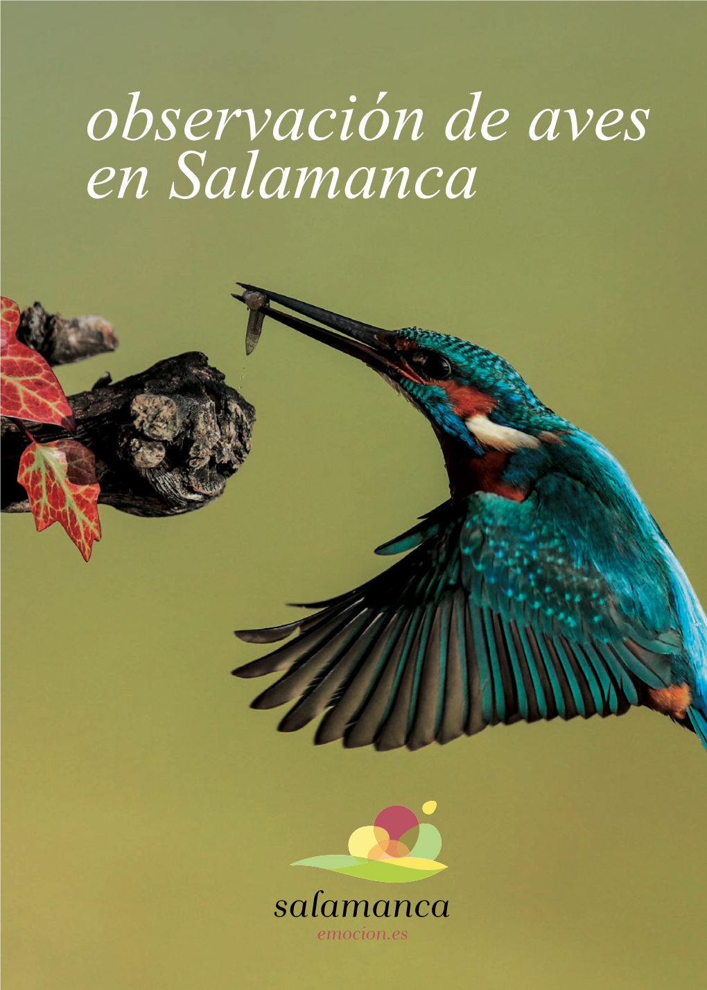 Observación De Aves En Salamanca