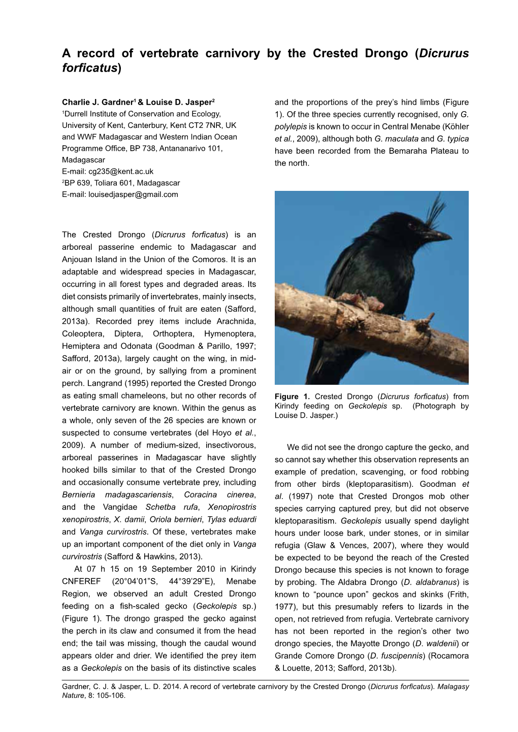 A Record of Vertebrate Carnivory by the Crested Drongo (Dicrurus Forficatus)