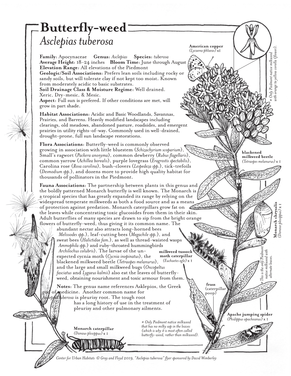 Butterfly-Weed (Asclepias Tuberosa)