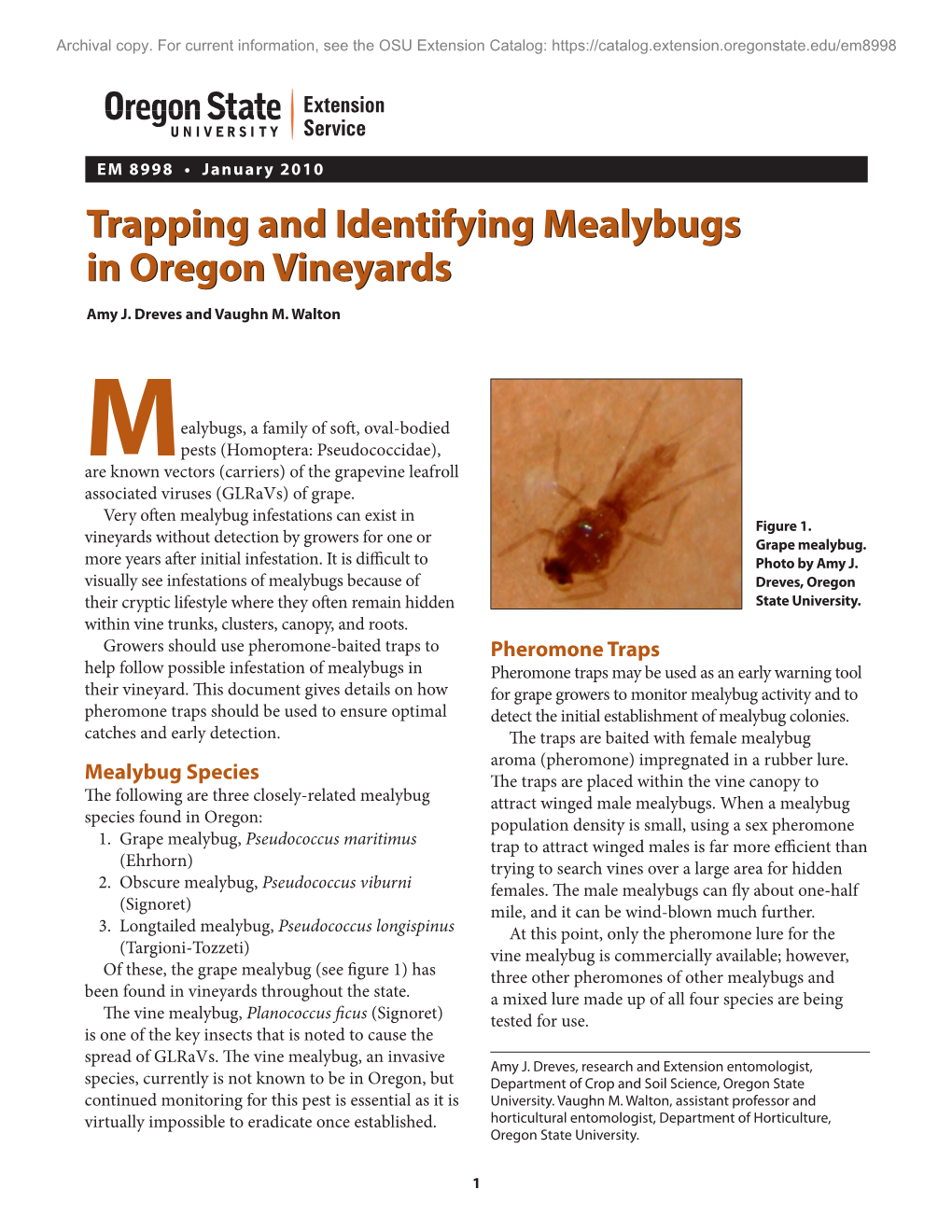Trapping and Identifying Mealybugs in Oregon Vineyards