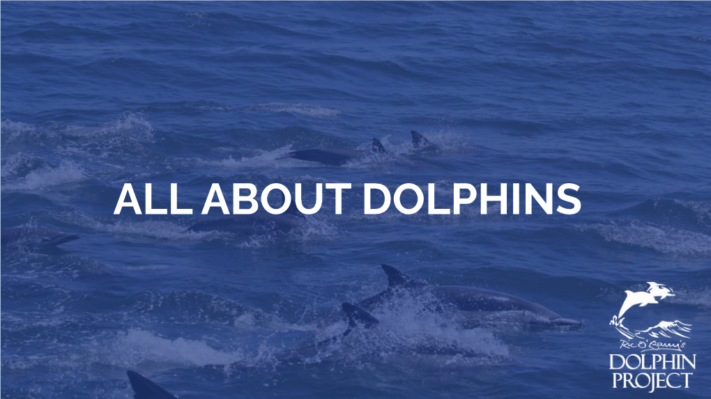 All About Dolphins How Many Species of Dolphins Do You Think There Are?