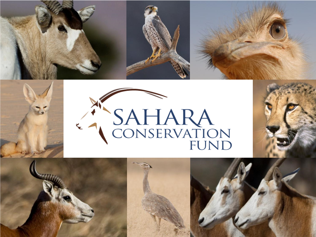 Scimitar-Horned Oryx Reintroduction in Chad