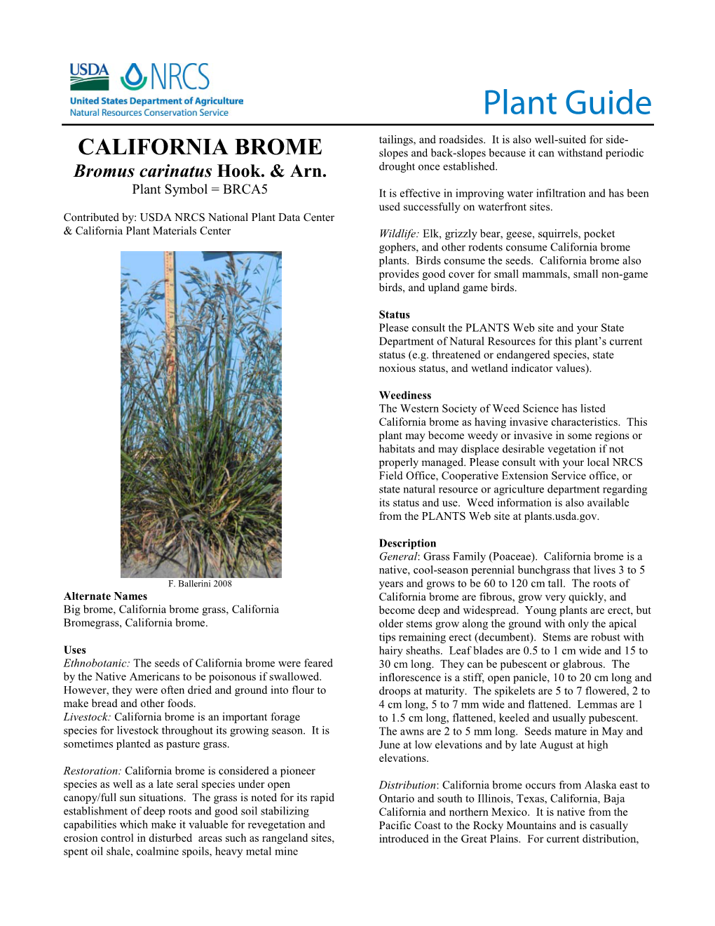 CALIFORNIA BROME Plant Guide