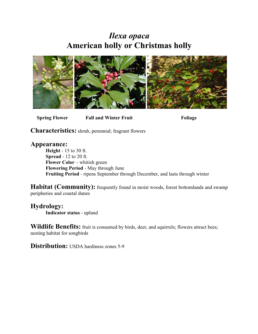 Ilexa Opaca American Holly Or Christmas Holly