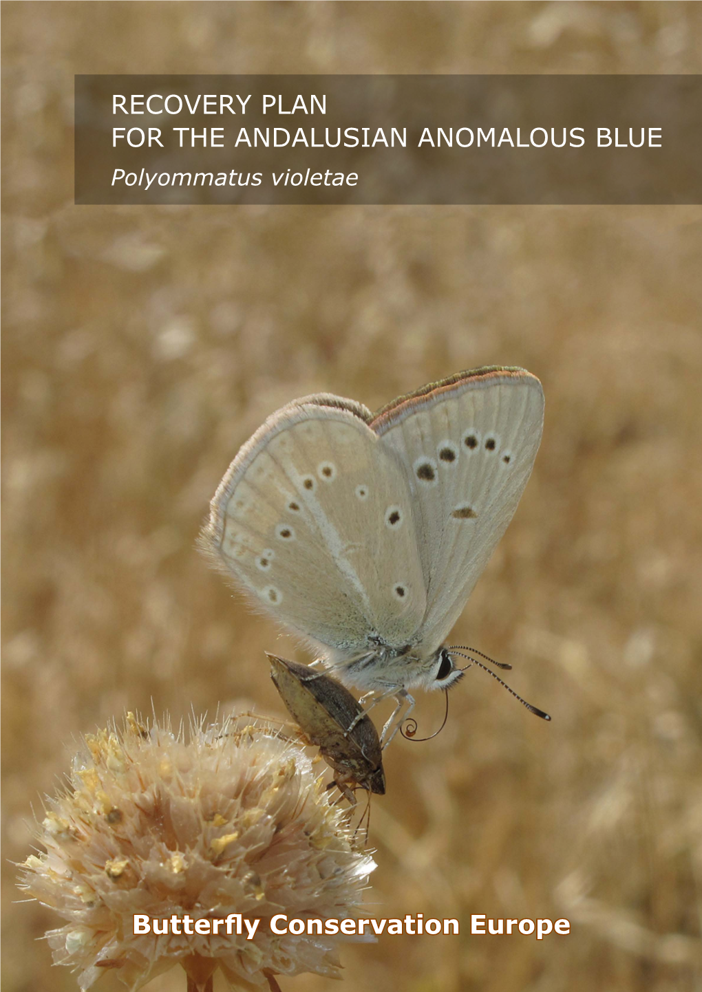RECOVERY PLAN for the ANDALUSIAN ANOMALOUS BLUE Polyommatus Violetae